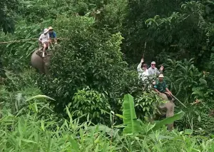 Phuket Elefanten-Trekking-Safari Phuket Elefanten-Trekking-Safari